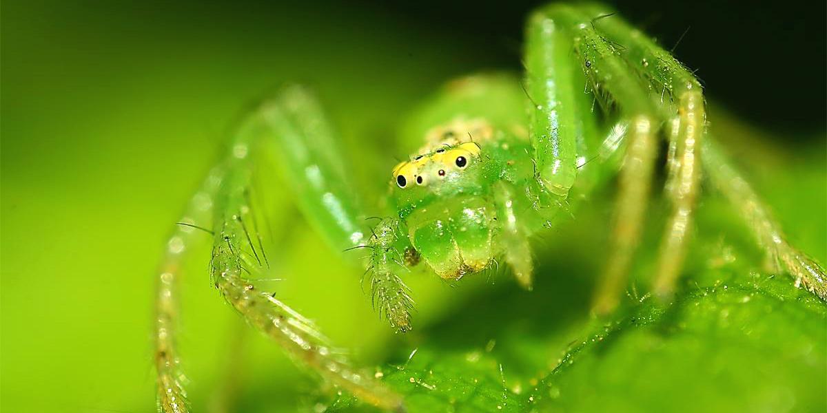 準備捕食的蟹蛛